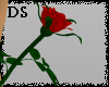 [DS] love rose