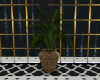 Dubi Potted Palm