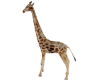 GIRAFFE 🦒