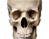 Skull  Head M