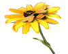 *JR Honeybee n Flower 2
