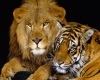 Lion & Tiger Patio Swing