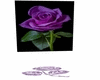 purple rose radio