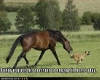 Horse chasing dog