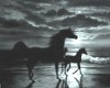 B/W horse picture