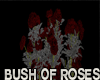 Jm Bush of Roses