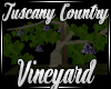 Jm TucanyC Vineyard