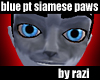Blue Pt Siamese Paws (M)