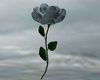 The Blue Rose-pose for 2