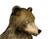 Bear Head