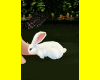 J.W Pet the Rabbit