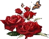rose+butterfly