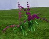Purple Wild Flowers 