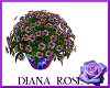 [DR] RWB Roses