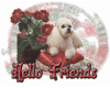 Hello Friends Poodle