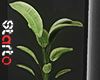Modern plant. black