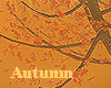 SM@Autumn Fall Tree!