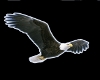 [ML]Eagle Enhancer