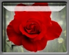 [PS] Red Rose 2 sticker