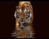 wal tigre