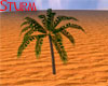 Zahidi Date Palm