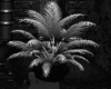 Nocturne Plante...