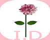 I.D.PIA GARDEN FLOWER.5