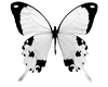 Butterfly Sticker 2