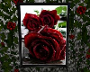 Blood Red Rose Frame
