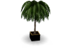 Palm Tree (B&G)