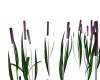 mystic hollows reeds