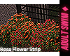 f. Rose Flower 