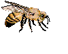 small animated bee