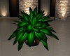 (S)Green plant,