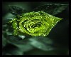 Green Rose Picture