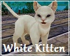 White Kitten FV