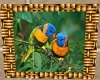 TROPICAL BIRDS PICTURE