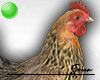 Chicken Pet 1 F