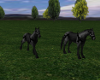 Double Horses Black