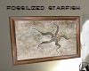 fossilized  starfish