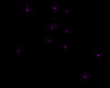 lucioles violet