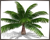 Small Date Palm Tree