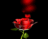 rose animée