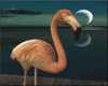 NiiHau Flamingo