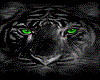 tigre yeux verts animé