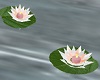Water Lily Candle Floats