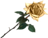 Rose 3