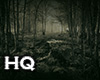 Forest Night