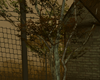Autumn.. Tree