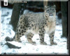 Save Snow Leopard